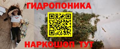 сатива Кингисепп