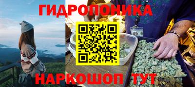 сатива Кингисепп
