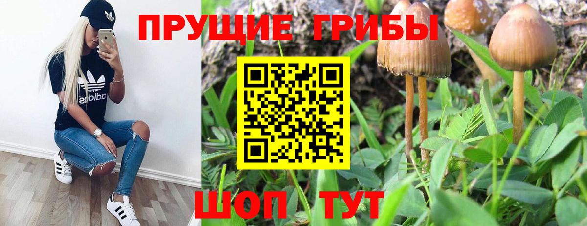 Юрга  Галлюциногенные грибы мицелий  Вход с VPN 